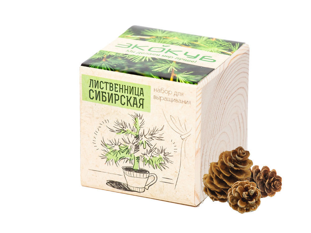 картинка Набор для выращивания Лиственница Сибирская от магазина